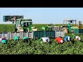 European Farmers Harvest Millions Of Tons Of Vegetables And Fruits This Way - European Farming