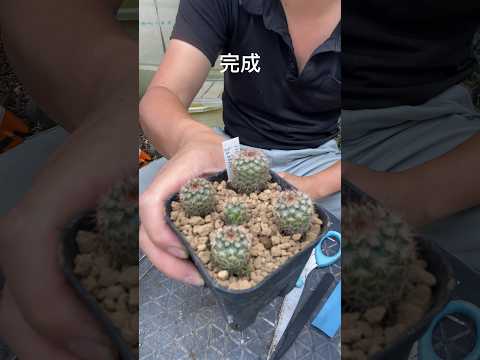 屋外のサボテン園を段階的に作るにはどうすればよいですか？そして、鍋に1つ？  庭園