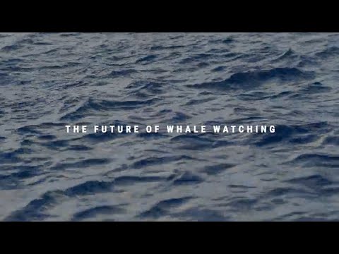 WeWhale short documentary || The Future of Whale Watching