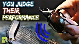 YOU ARE THE JUDGE | Singing Beetle Competition