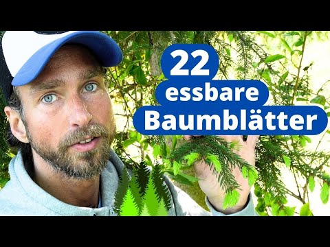 Essbare Wildkräuter