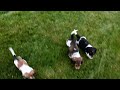 Miniature Dachshund dogs for sale: Slinky - Video 1