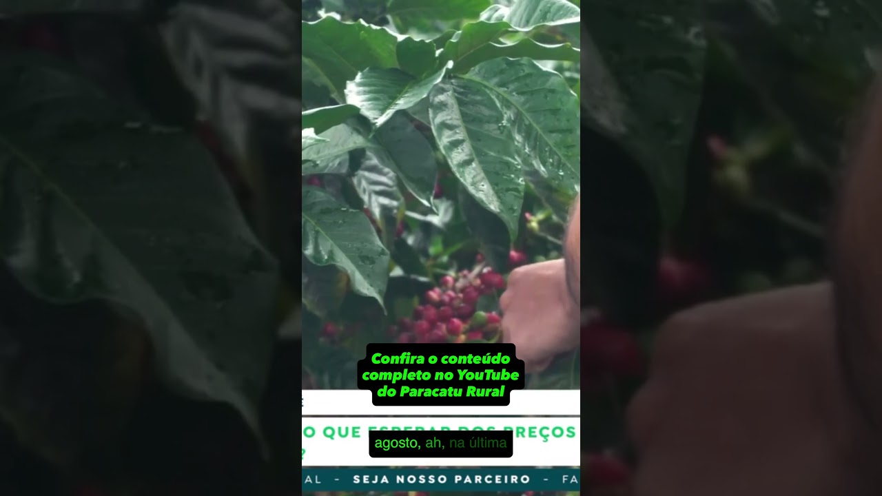 Café NY: Safra Recorde no Brasil e Granizo em MG Mudam o Cenário