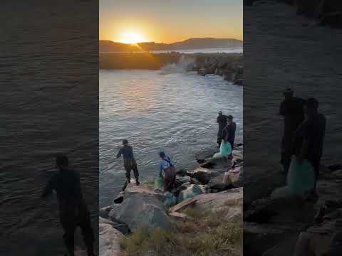 Tainha laguna Santa Catarina.
