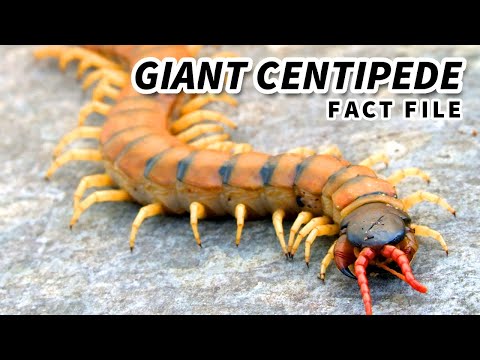 Giant Centipede: the LARGEST living CENTIPEDE | Animal Fact Files