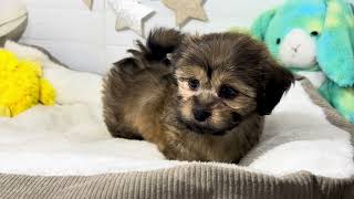 ハーフ犬の動画01