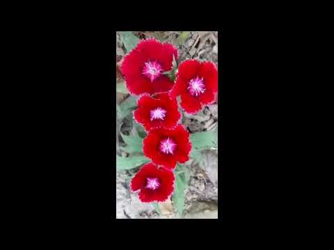 Breathtaking Beauties#1