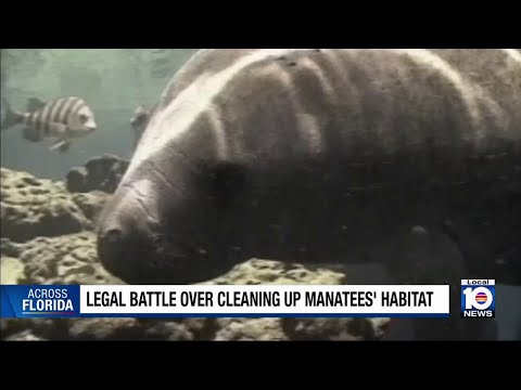 Judge rules in favor of Florida activists working to save manatees