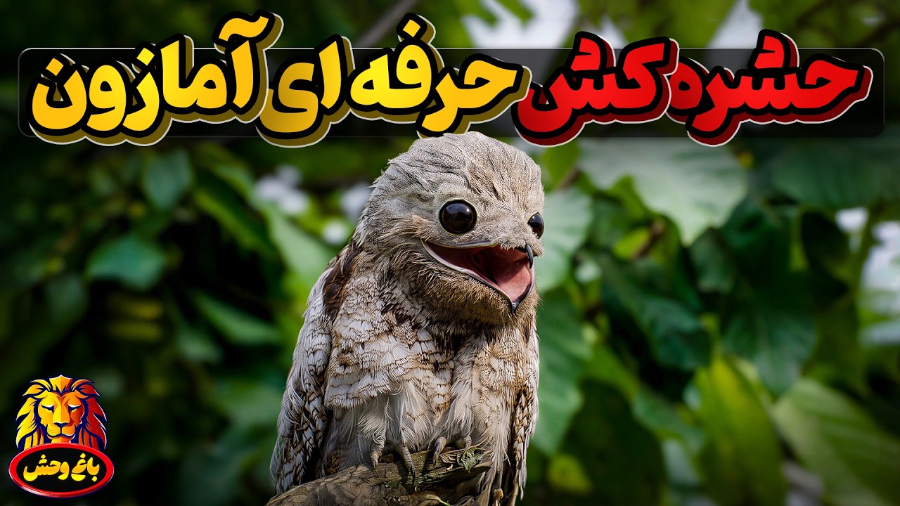 شب زی 48 میلیون ساله ، ازاولین پرنده های زمین بعد از نابودی دایناسورها