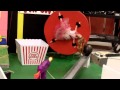 Craig High School Rube Goldberg Machine 2013
