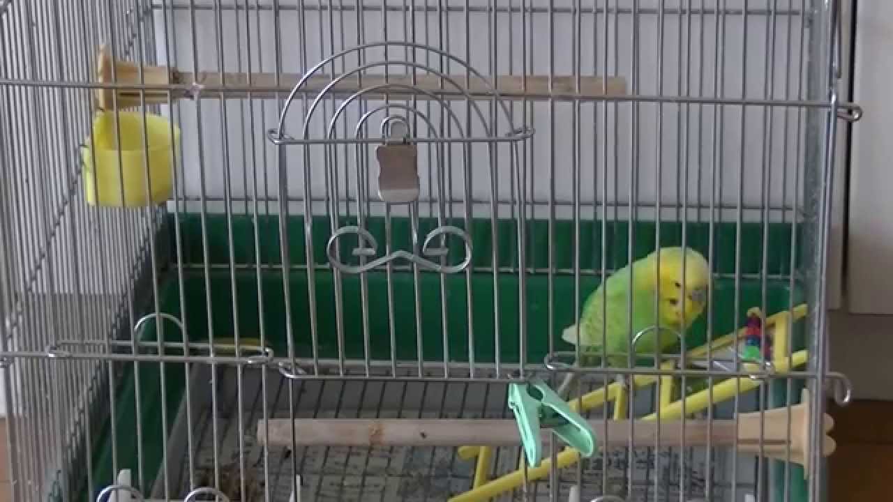 おしゃべりインコのピッピがかごの中でよいしょ！よいしょ！