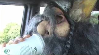 THE HUSH NOW "SADIE HAWKINS DANCE"