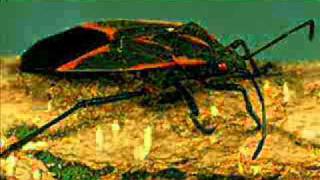 Tom Adams - Box Elder Beetles