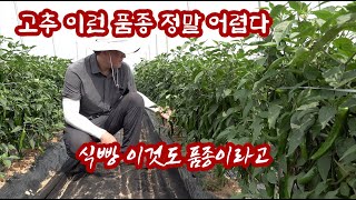 고추 품종의 선택 정말 중요합니다!! 재배사들을 위하여 댓글로 품종의 특징을 공유해주세요