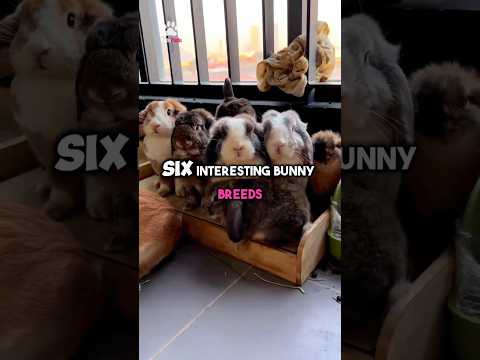 6 interesting Bunny Breeds which you probably didn't know. 🐇