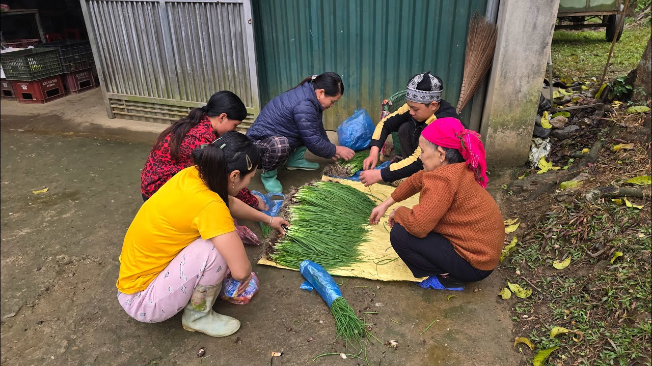 The Tet holiday was over. Thanh took the old lady back to her house and picked green onions to sell.