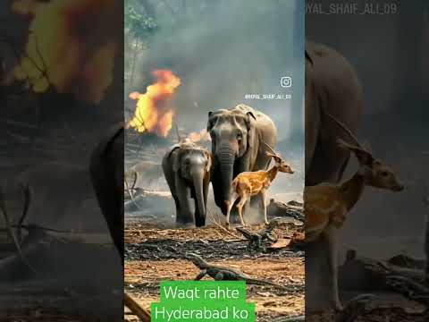 Hyderabadi Jungle Book #anil #song #comedy 😭😭😭😭😭😭😭😭