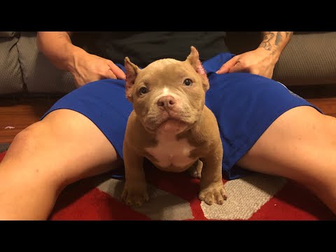 How to purchase The Pick Of The Litter