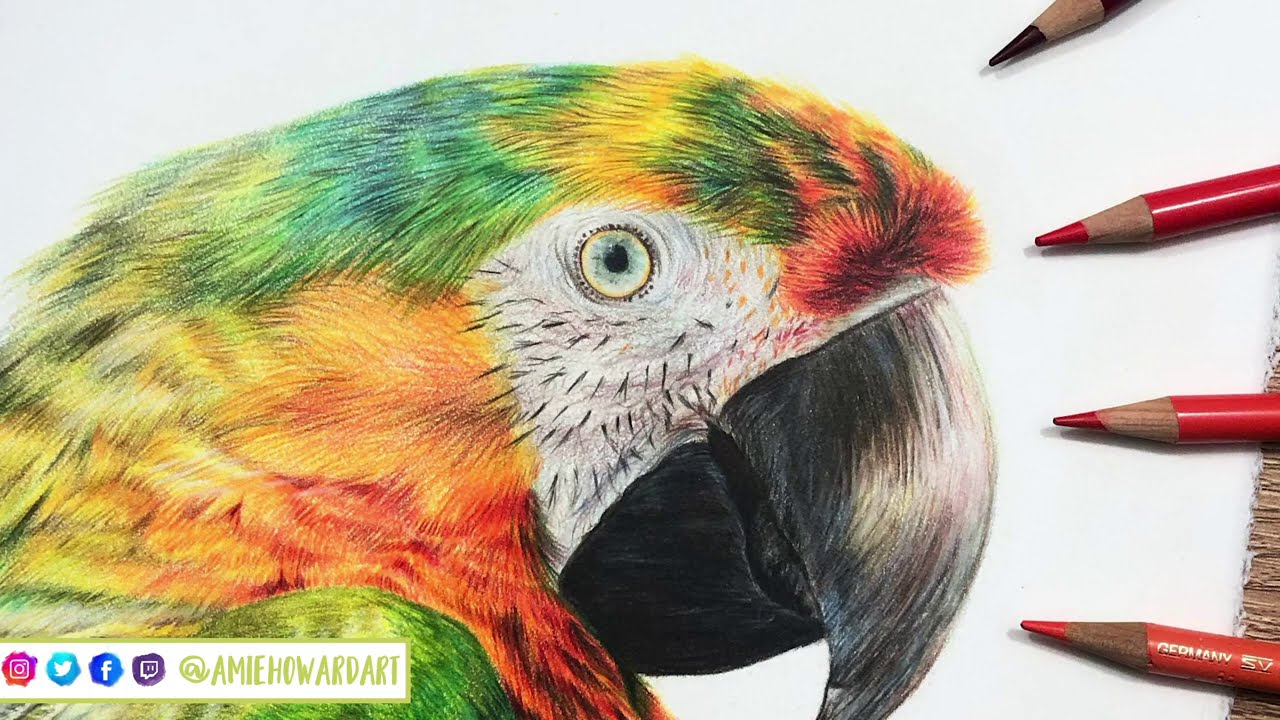 how to draw macaw feathers in colored pencil drawing tutorial by amie howard art