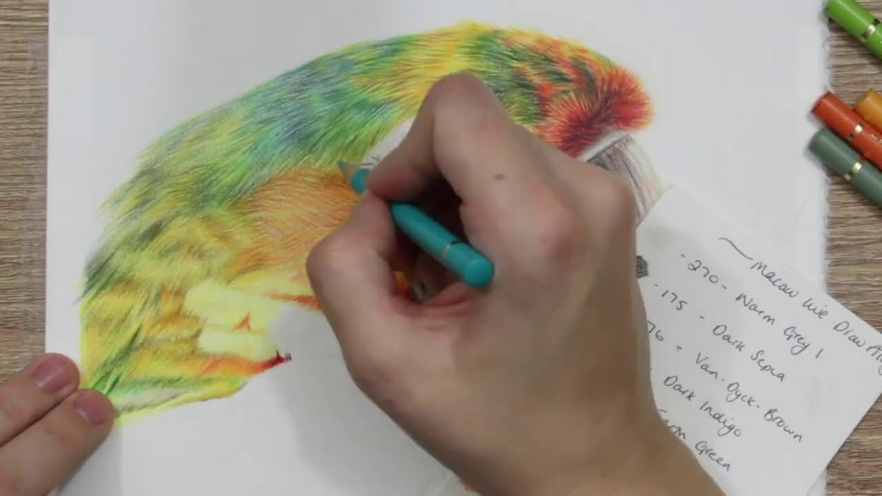 how to draw macaw feathers in colored pencil drawing tutorial by amie howard art