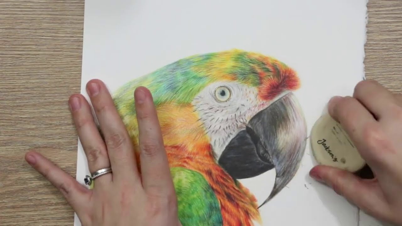 how to draw macaw feathers in colored pencil drawing tutorial by amie howard art