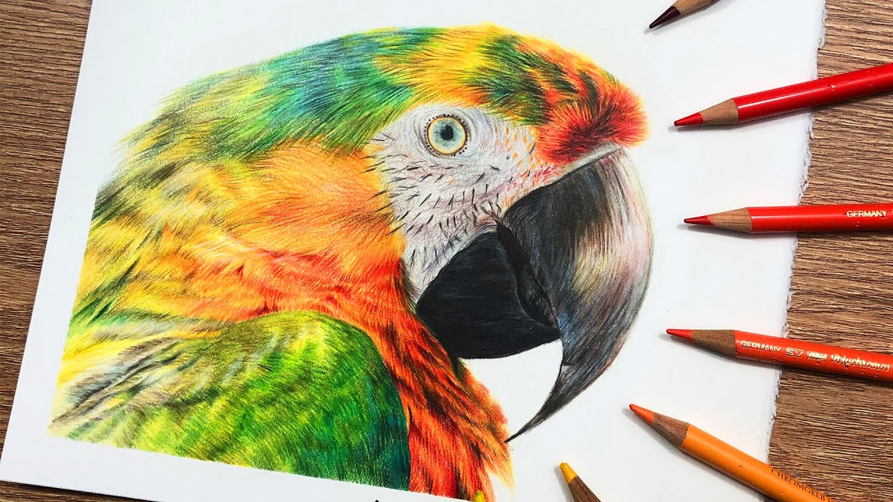 how to draw macaw feathers in colored pencil drawing tutorial by amie howard art