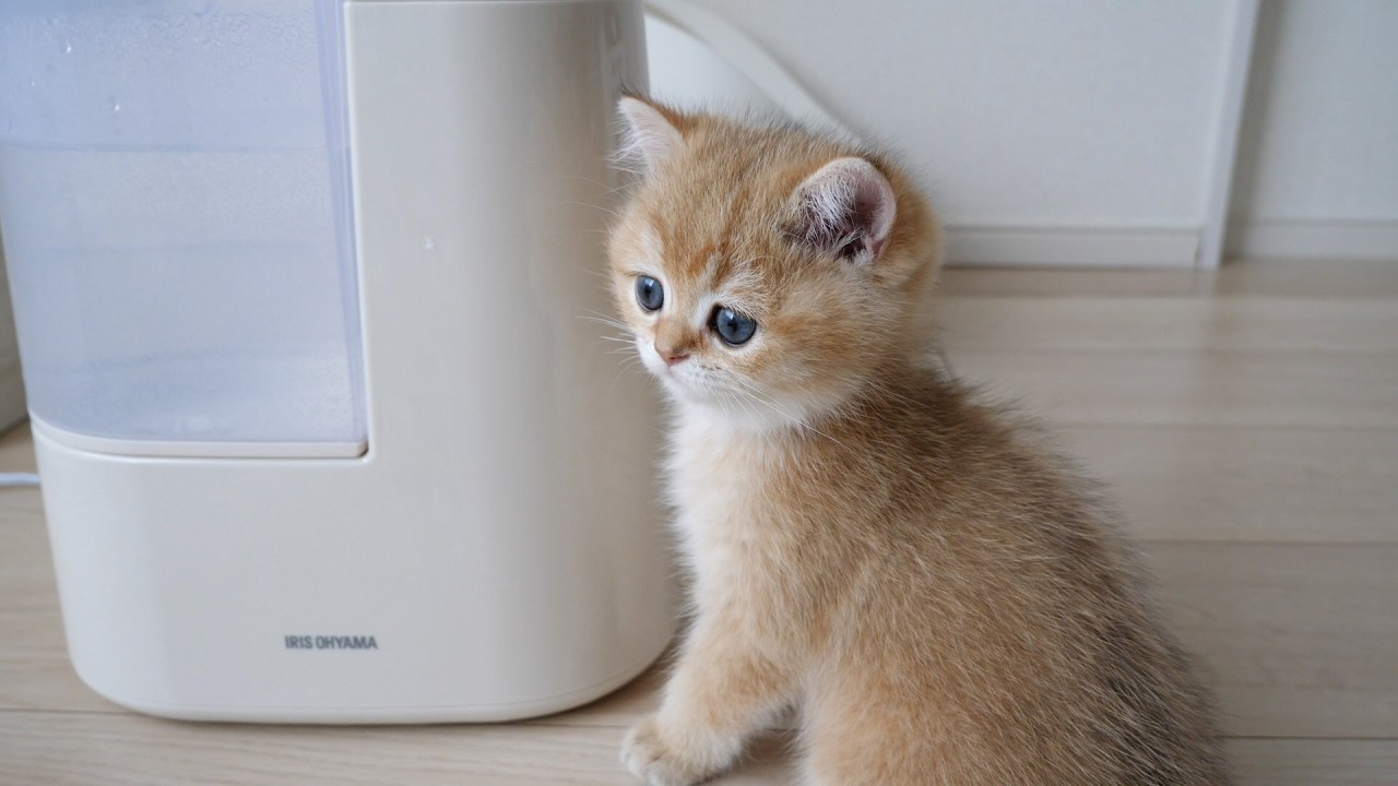 Finally, it's time to say goodbye. Kitten Toppo leaves for his new owner.