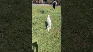 Video preview image #1 Jack Russell Terrier-Unknown Mix Puppy For Sale in Virginia Beach, VA, USA