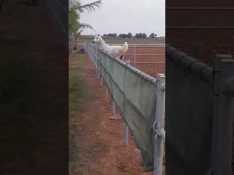 Taj Al Sham by Ezz Al Rashediah new acquisition @Al Qawasem Stud Morocco