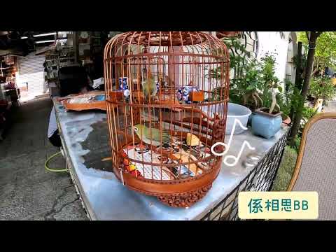 養雀仔