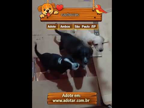 Vídeo de cachorros 