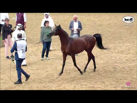 N 74 HABAB AL SHAQAB   2nd Qatar AH Show for Local Bred   Yearling Colts Class 4B