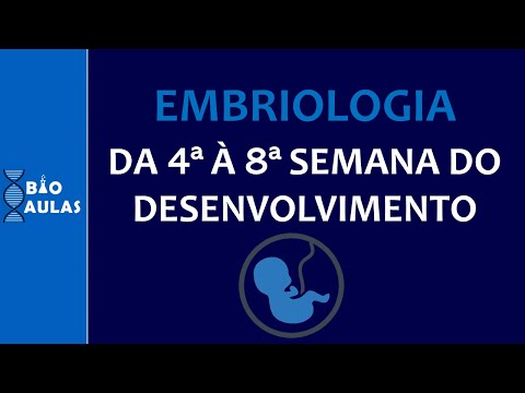 From the Fourth to the Eighth Week of Embryonic Development - Embryo Folding (Embryology)