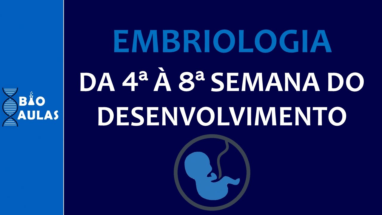 Da Quarta à Oitava Semana do Desenvolvimento Embrionário - Dobramento do Embrião (Embriologia)