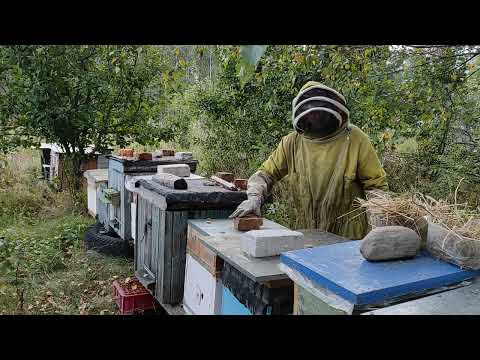 Пчеловодство.Супер быстрая закормка пчёл сиропом в зиму по американской системе #Пчеловодство #Сироп