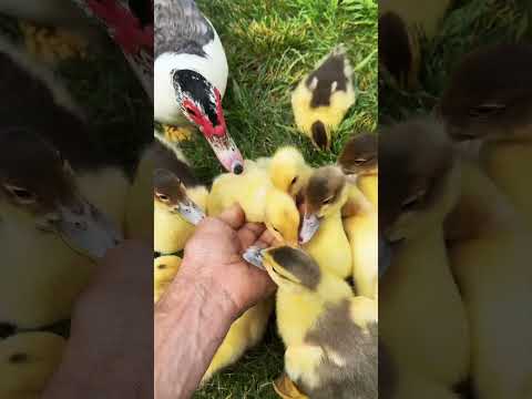 , title : 'Downside of Muscovy ducks and why they don't affect me'