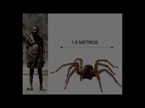 Rare Footage: of Africa’s Giant Spider Cryptid - The J’ba Fofi