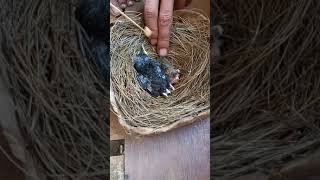 Download lagu Meloloh Anak Burung Muray batu Dan Tledekan mp3