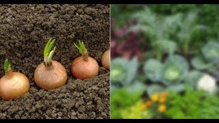 Какие овощные культуры можно посадить в тени