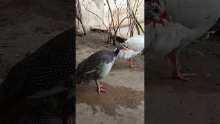 Download lagu Suara dan panggilan ayam Guinea jantan untuk memanggil ayam Guinea betina #ayamGuinea mp3