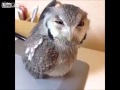 Drunk Owl Trying To Get Someone's Attention ...