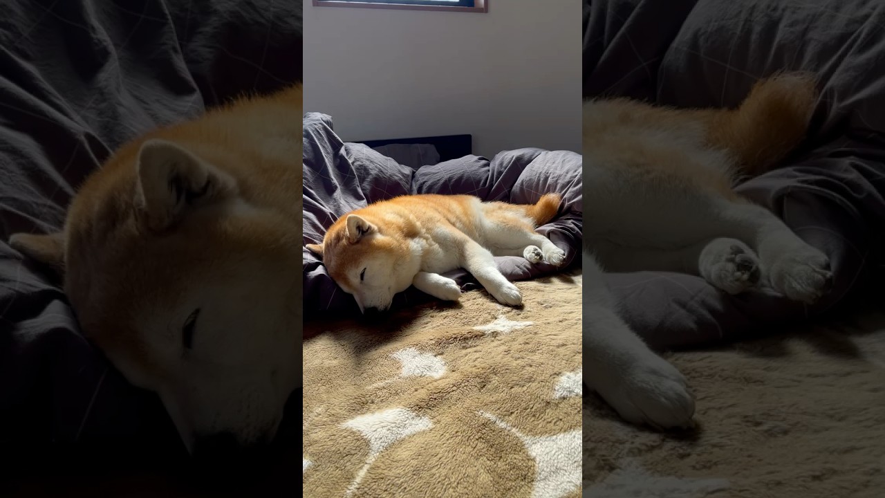 柴犬福 朝寝坊柴犬🤣Ovnrsleep-Shiba🤣#shorts #japanesedog #柴犬 #shibainu #dogshorts #funnydog #funny #시바견