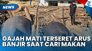 Nasib Malang Gajah di Aceh! Ditemukan Mati Diduga Akibat Terseret Banjir Sumatera saat Cari Makanan