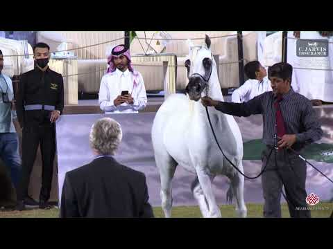 N 144 AMEER AL ZOBARA   Peninsula Horses World Championship Festival 2023   Stallions 10+ Years Old