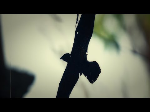 SIMPATIKO  Sinica                                                                (mami)