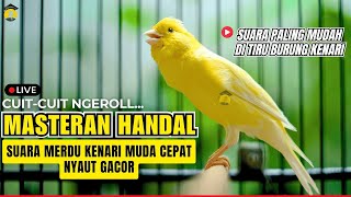 Download lagu KENARI FIGHTER LANGSUNG RESPON DENGAR PANCINGAN SUARA KENARI GACOR #kenarijuara #canary #kicaumania mp3 Download lagu KENARI FIGHTER LANGSUNG RESPON DENGAR PANCINGAN SUARA KENARI GACOR #kenarijuara #canary #kicaumania mp3