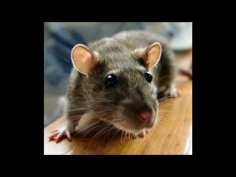 Rat in the Attic  (song)