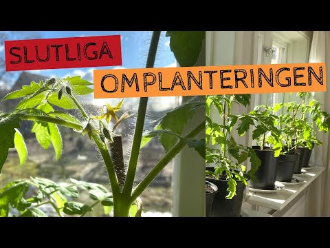 , title : 'SISTA omplanteringen för TOMATER i kruka - Jag odlar tomater inne för tidig skörd'