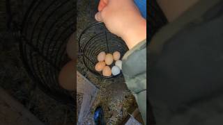 Did My Chickens Lay All The Eggs We Needed? #chickeneggs