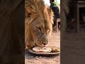Khao Na Daba Ke Funny Ytshorts Youtube Shorts Ytshorts